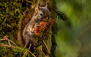 brown squirrel holding pine cone