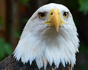 macro photography Eagle