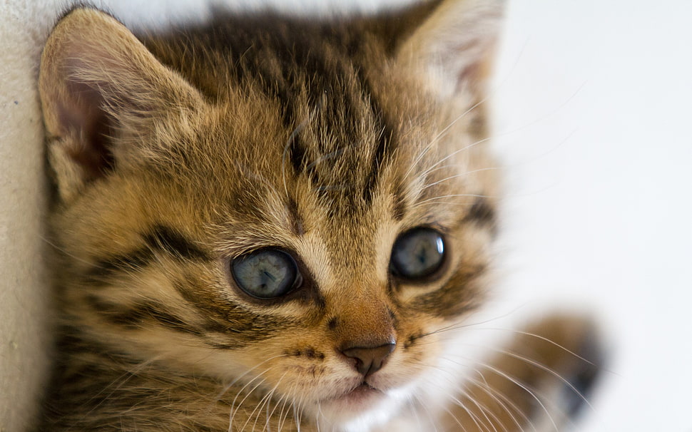 brown tabby kitten HD wallpaper