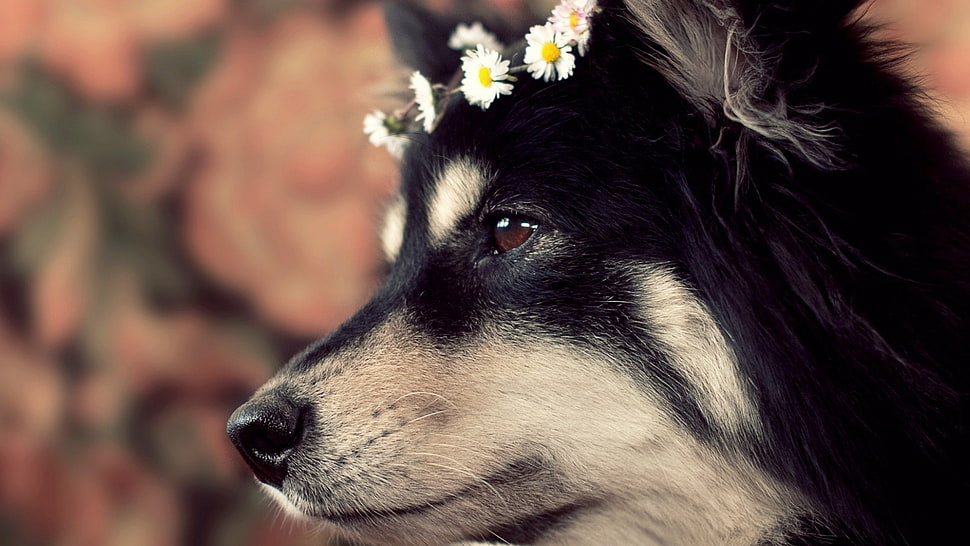 Finnish Lapphund HD wallpaper