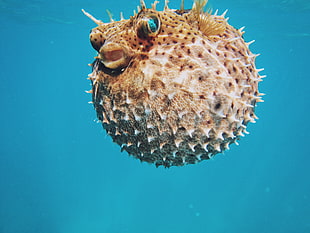 brown fish, Sea urchin, Underwater world, Spines HD wallpaper
