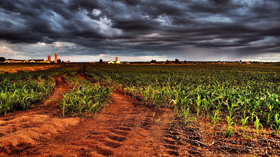 green cornfield, field, corn HD wallpaper