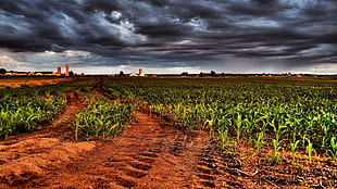 green cornfield, field, corn
