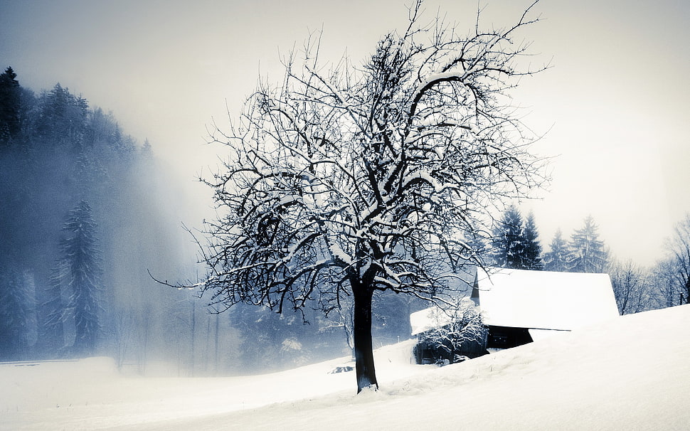 black and white tree painting, landscape HD wallpaper