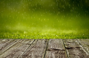 selective focus photography of rain drop on green grass