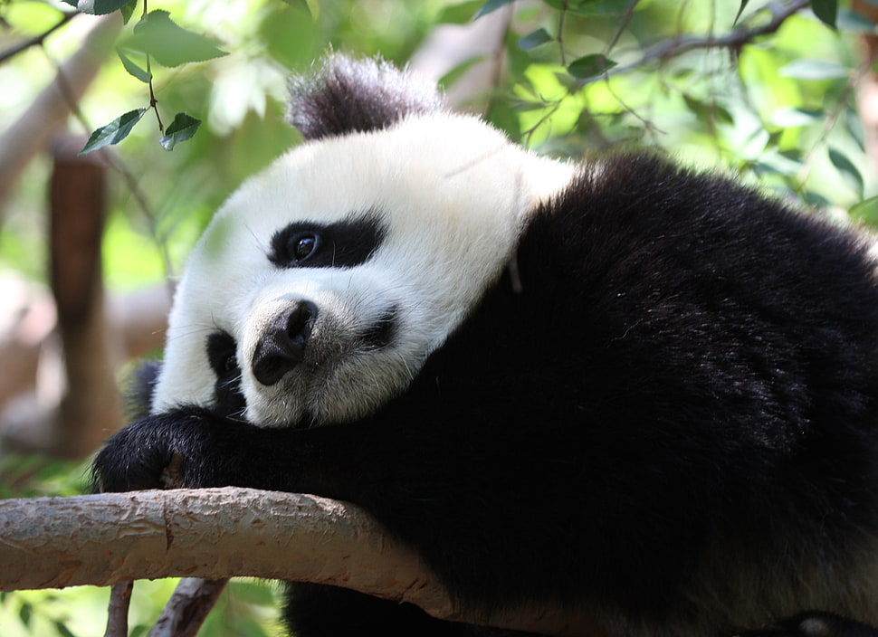 Panda laying gray concrete surface HD wallpaper