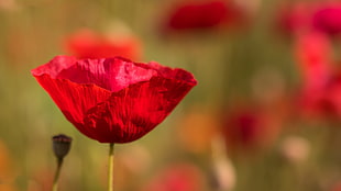 selective focus photography of red poppy HD wallpaper