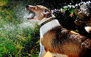 brown and white dog catching the water sprout
