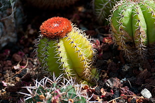 photo of green and red cactus plant