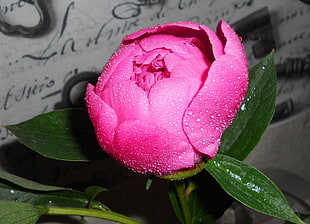 pink Rose flower photo HD wallpaper