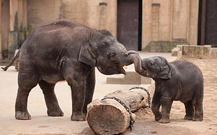 two gray elephants, animals, baby animals, elephant