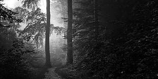 grayscale photo of trees, nature, landscape, forest, path