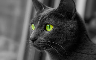 black cat, cat, animals, monochrome, selective coloring