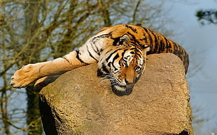 bengal tiger on brown rock during daytime