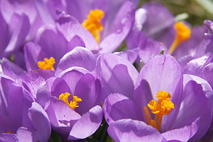 purple peteld flowers, crocus HD wallpaper