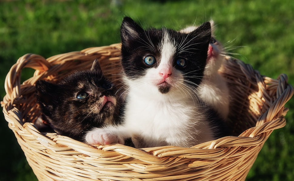 three kitten in basket in shallow focus photography ] HD wallpaper
