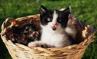 three kitten in basket in shallow focus photography ]