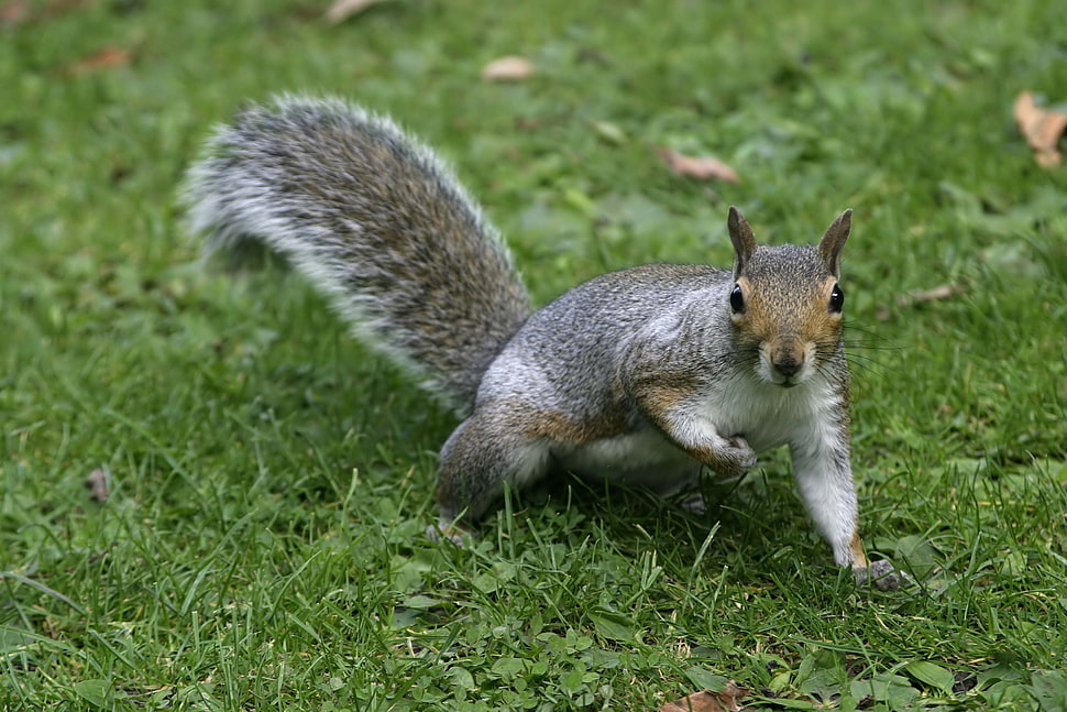 gray and brown squirrel photography HD wallpaper