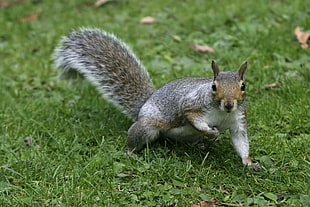gray and brown squirrel photography