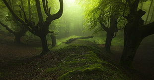 landscape photography of forest with green grass