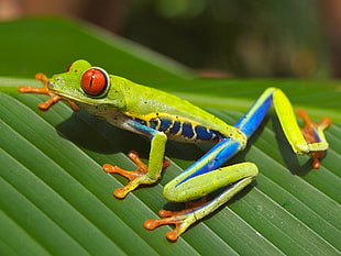 green and blue frog on leaf in closeup photography