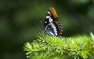 selective focus photography of white and brown butterfly on green leaves