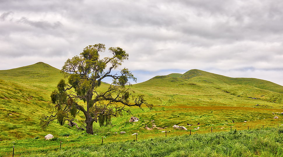 landscape photography of green tree and hills during daytime HD wallpaper
