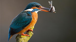 green and orange long-beak bird, nature, birds, kingfisher HD wallpaper