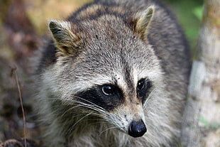 photo of gray and black raccoon