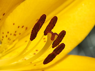 macro photography of yellow petal flower HD wallpaper
