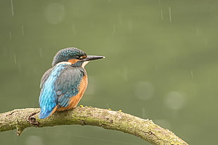 selective focus of  blue King fisher on branch, kingfisher