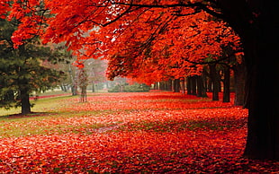 red and white floral area rug, nature, trees, fall, park