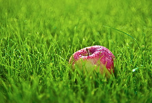 tilt shift lens photography of red apple fruit