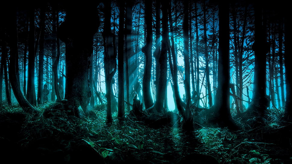 black trees, forest, night, fantasy art, digital art HD wallpaper