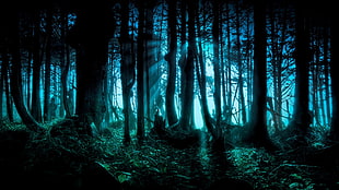 black trees, forest, night, fantasy art, digital art
