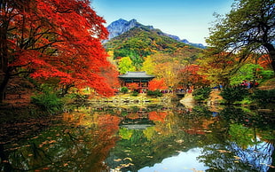 landscape photography of body of water, nature, landscape, fall, trees