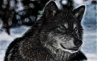 black and white wolf painting