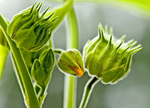 macro selective photography of green flower buds