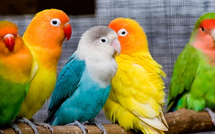 flock of Lovebirds in cage