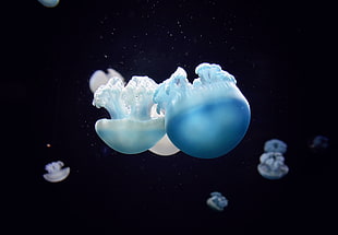 blue jelly fishes, Jellyfish, Close-up, Swim