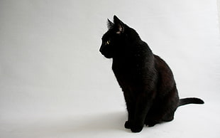 large black cat, cat, animals, black cats, simple background HD wallpaper