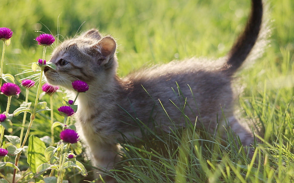 grey kitten smelling pink flowers during daytime HD wallpaper