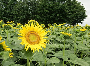 Sunflower fields HD wallpaper