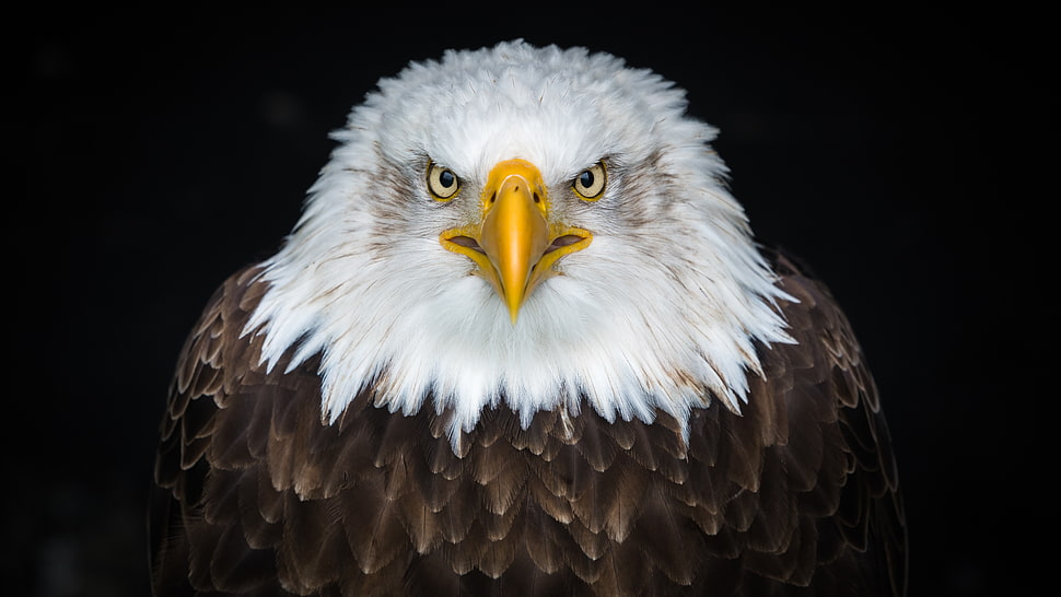 black and white Bald eagle HD wallpaper