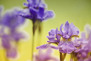 photo of focus purple petal flower, lirio
