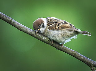 Eurasian Tree Sparrow perched on twig HD wallpaper