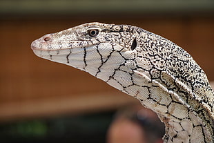 selective focus photography of beige and black reptile