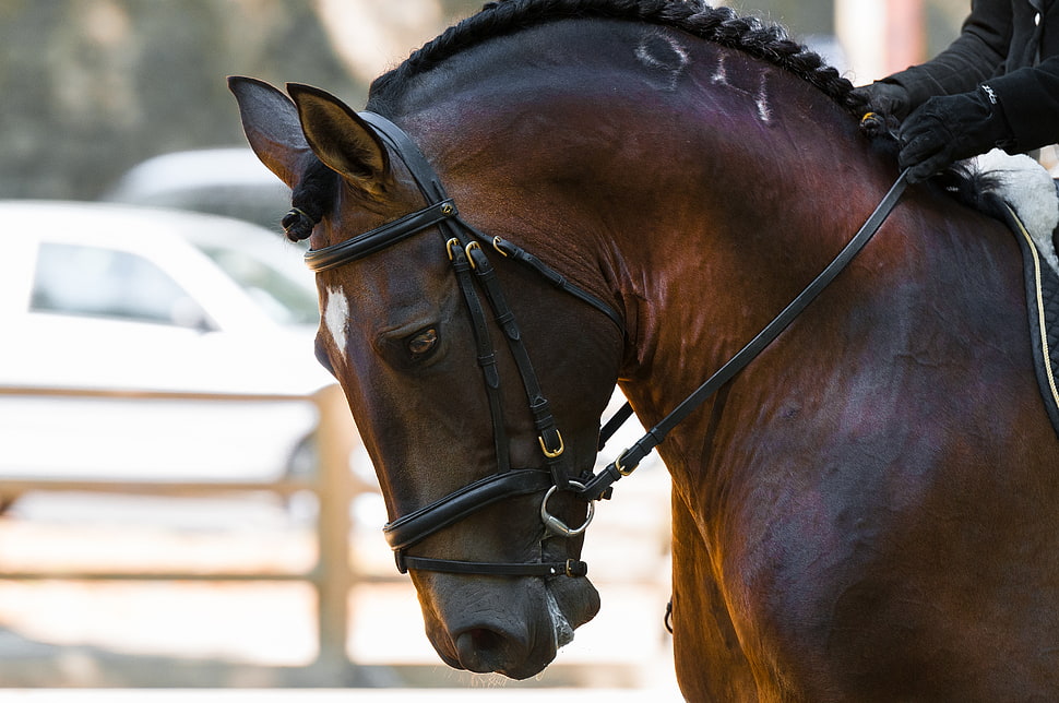 Horse,  Rig,  Muzzle HD wallpaper