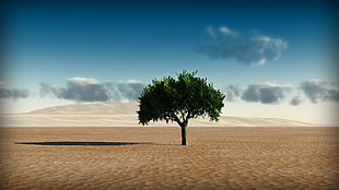 green tree in the middle of desert HD wallpaper