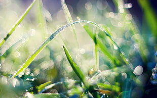 green grass, plants, nature, water drops, macro